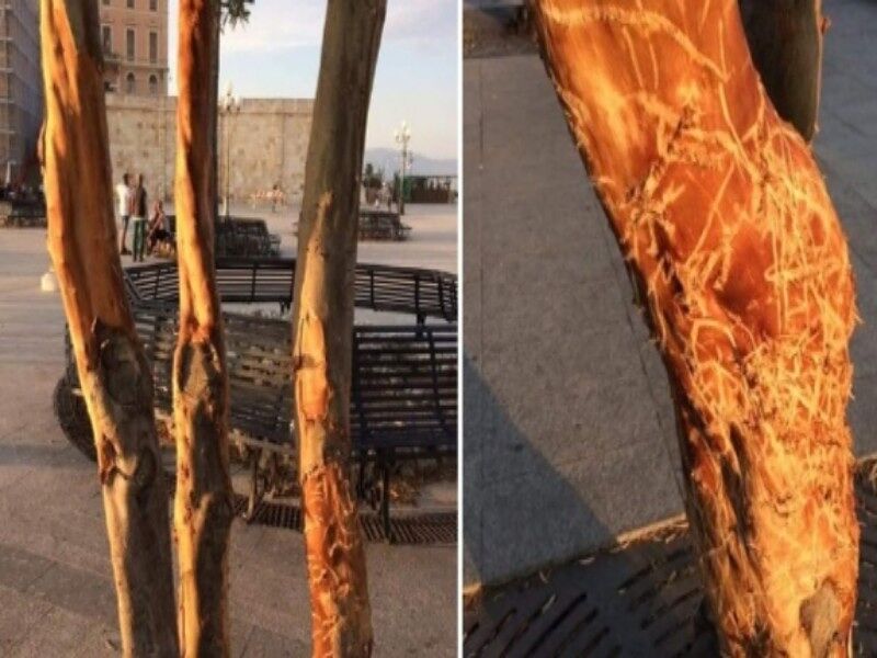 Cagliari, non solo assembramenti e caos al Bastione: “Hanno scorticato gli alberi”