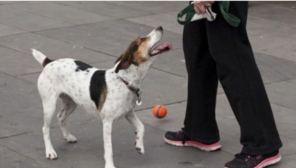A Quartu nuovi spazi verdi per gli amici a quattro zampe