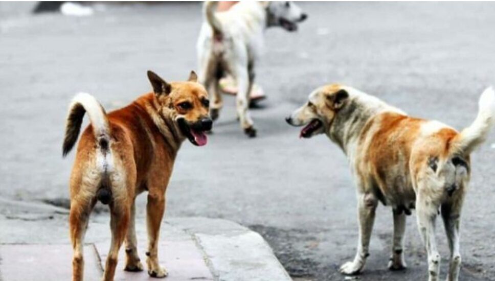 Ragazza aggredita da 5 cani incustoditi a Quartu: “Ho sporto denuncia”