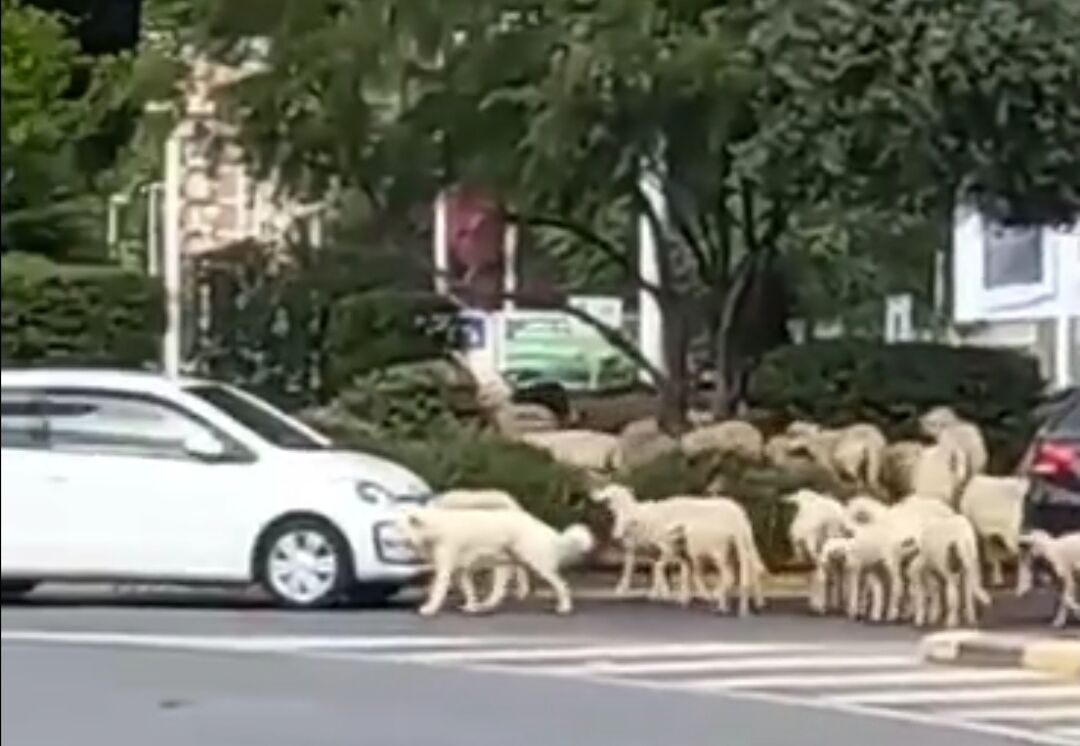 Cagliari, invasione di pecore alla rotonda sotto l’Asse Mediano: automobilisti nel caos (VIDEO)