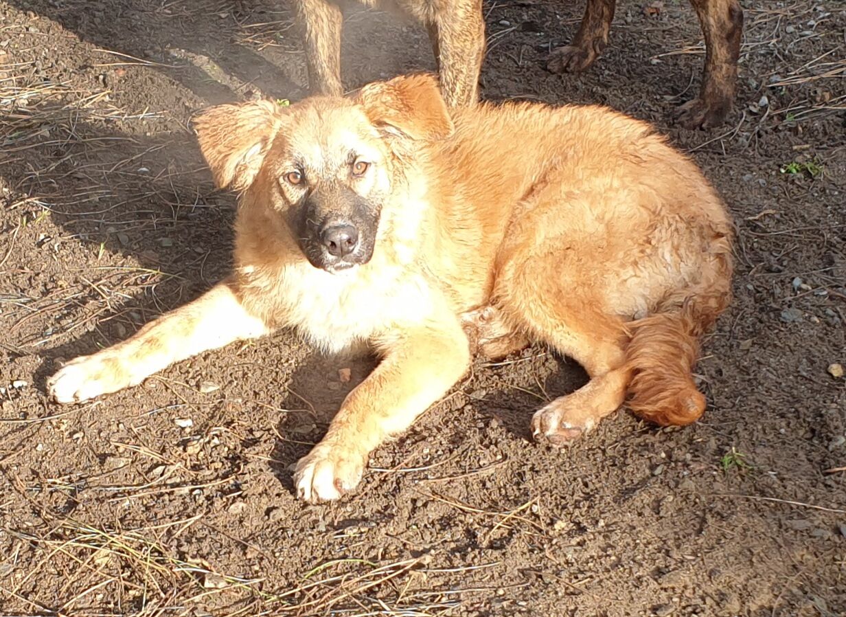 “Ecco Zen, la cucciola affettuosa che aspetta l’amore di una famiglia”