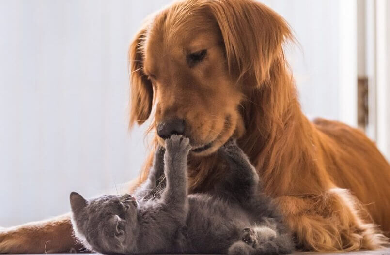Svolta nella tutela degli animali a Cagliari, il Comune nomina il primo garante: è Fabio Schirru