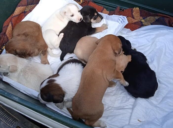 Settimo, 8 cuccioli abbandonati in campagna: “Dateci una mano a sfamare questi poveri cagnolini”