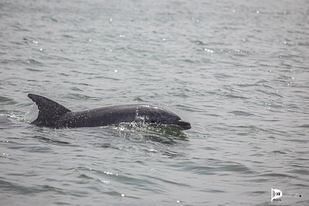 Il bellissimo show dei delfini al porto di Cagliari nella domenica che anticipa l’estate (VIDEO)