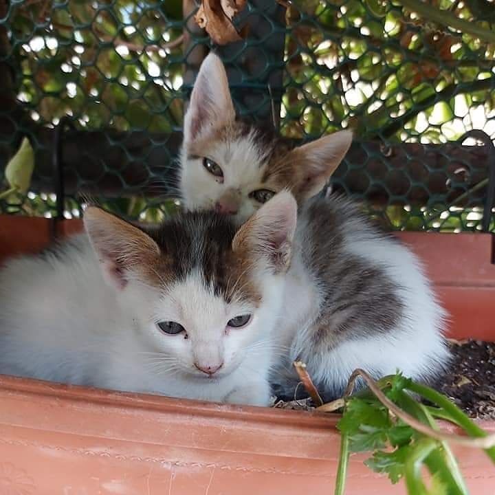 Cagliari, cuccioli di una gatta randagia cercano adozione del cuore