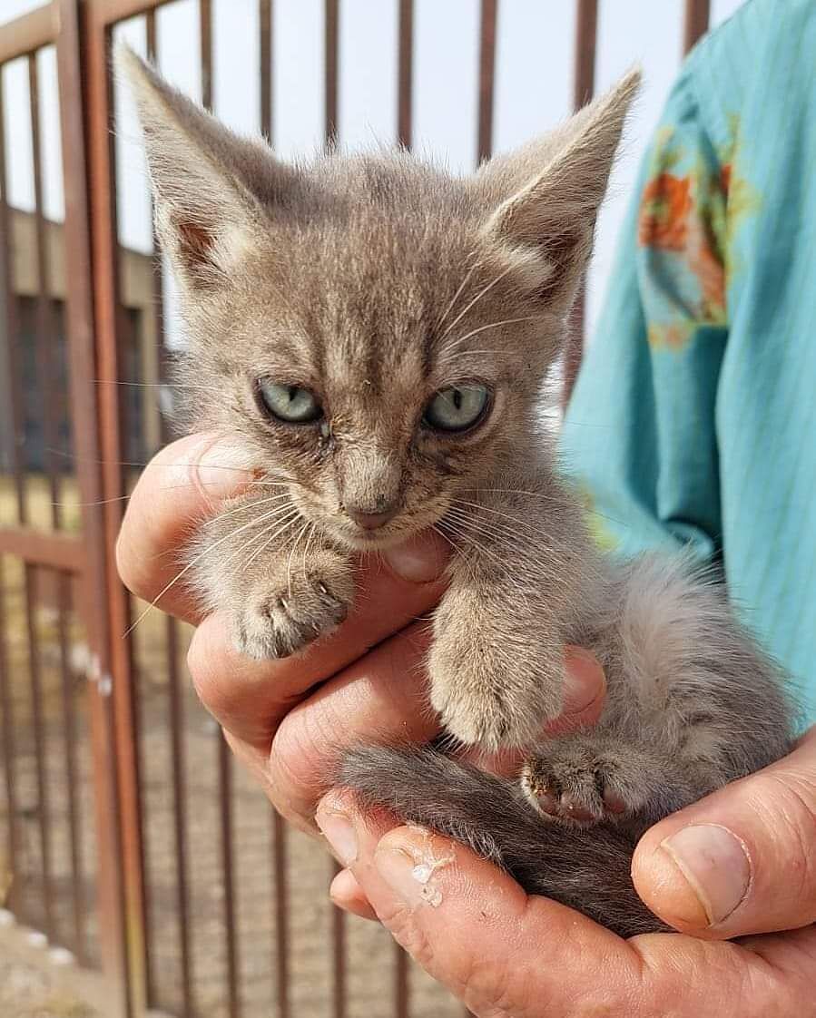 L’appello di Patrizia: “Troviamo una casa per un piccolo gattino della colonia”