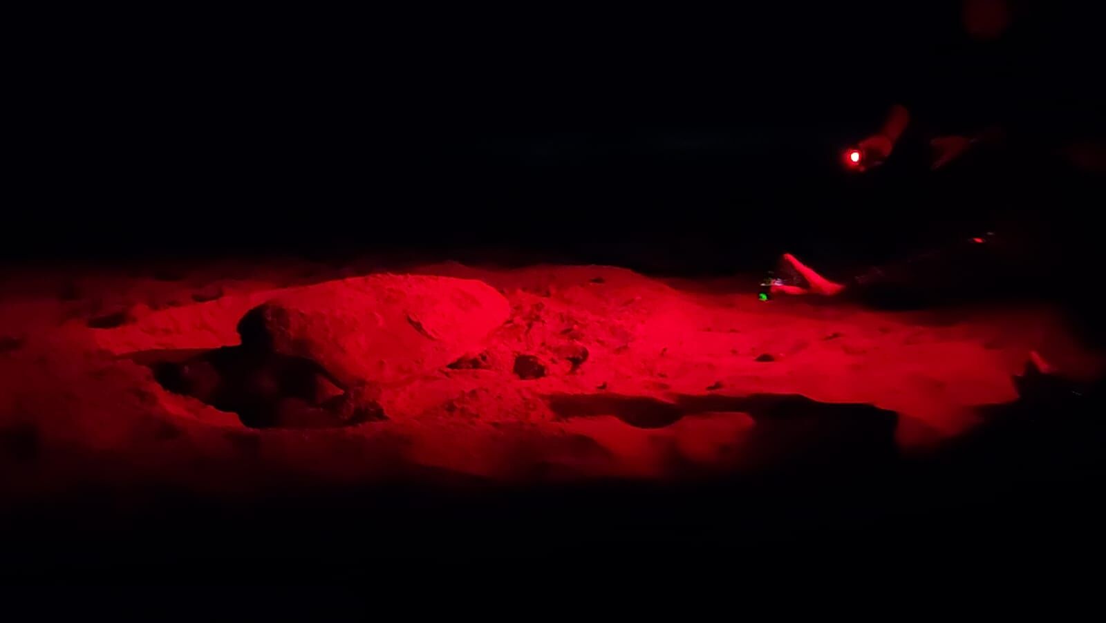 Tartaruga Caretta depone 98 uova nella spiaggia di Arborea: “Evento di eccezionale rarità”