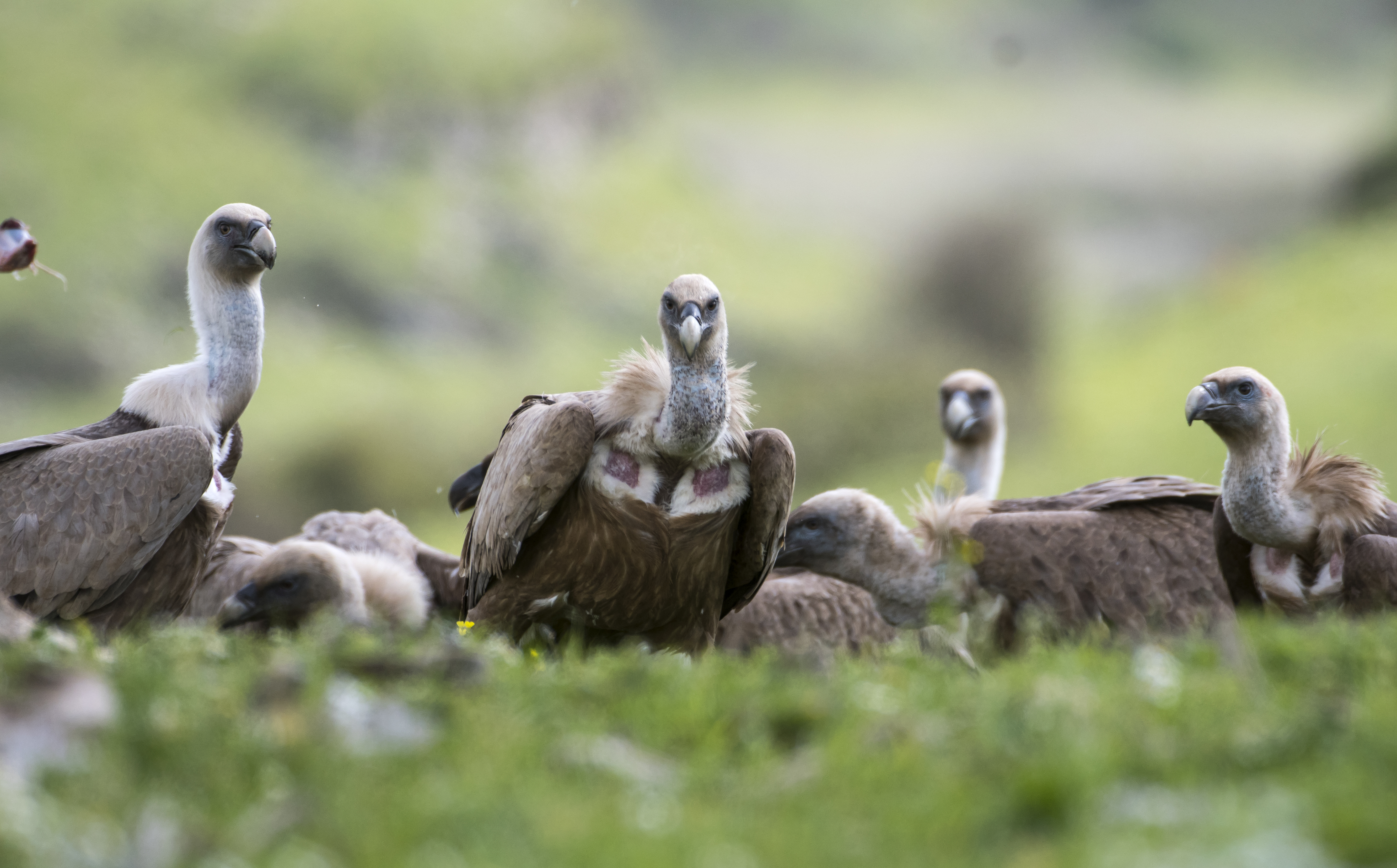 Grifoni folgorati dalle linee elettriche, via agli interventi di mitigazione del pericolo