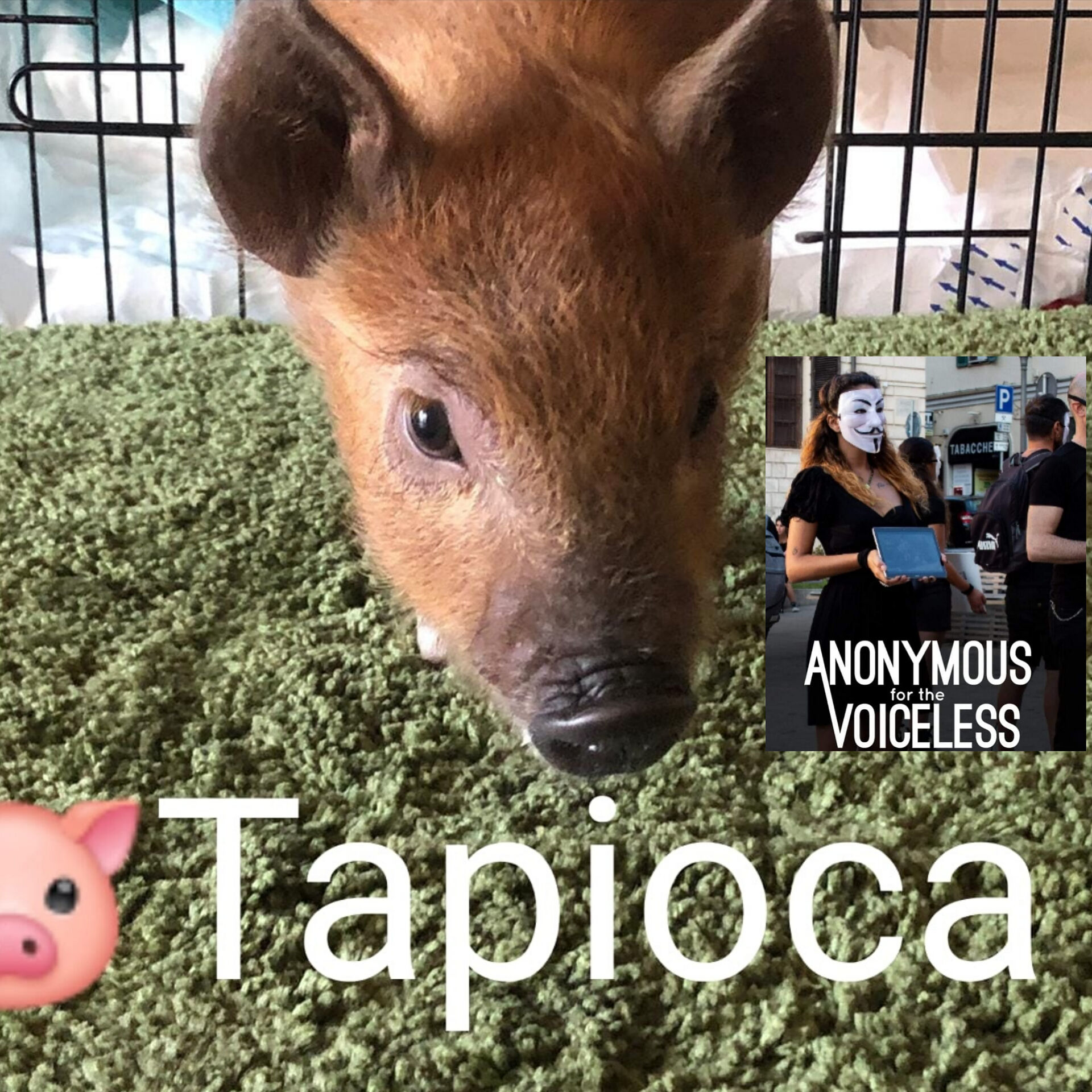 Alba Dore a Radio Zampetta Sarda: “Aiutiamo la maialina Tapioca”