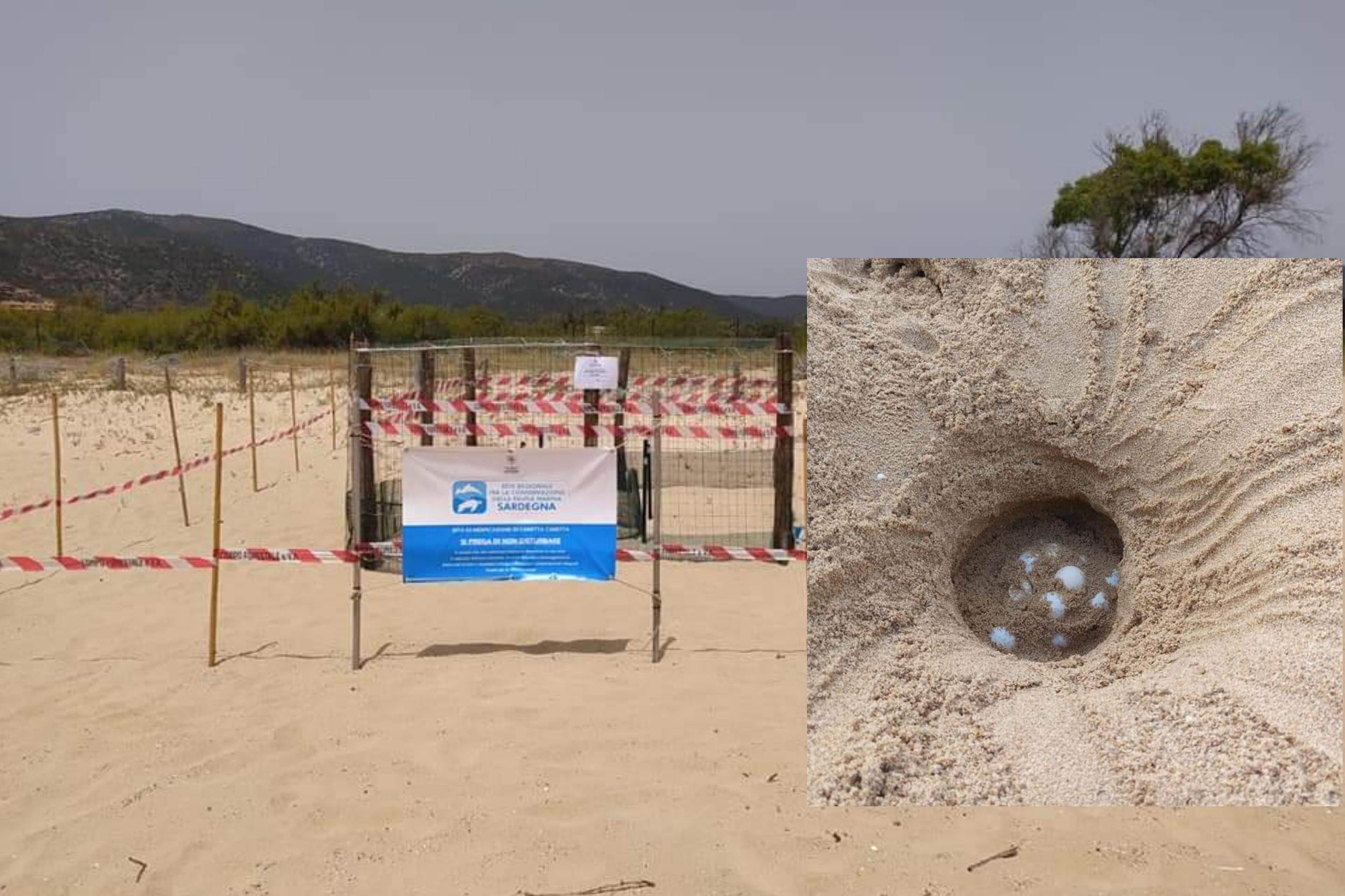 Chia, 80 uova di tartaruga marina Caretta Caretta  deposte la notte scorsa nella spiaggia di Sa Colonia