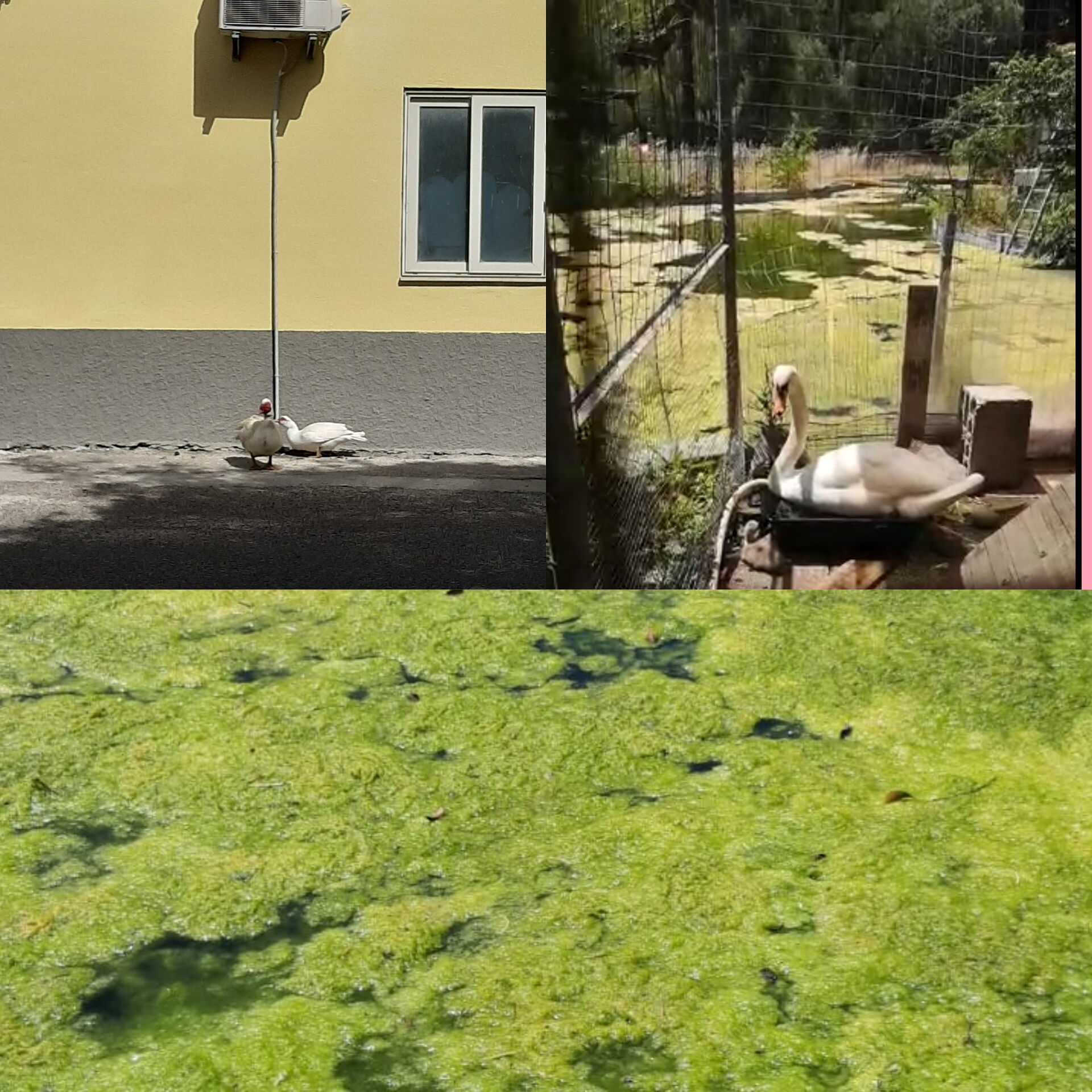 Monte Claro, animalisti in Procura: “Animali maltrattati, cigni chiusi in gabbia bevono dalla condensa dei climatizzatori”