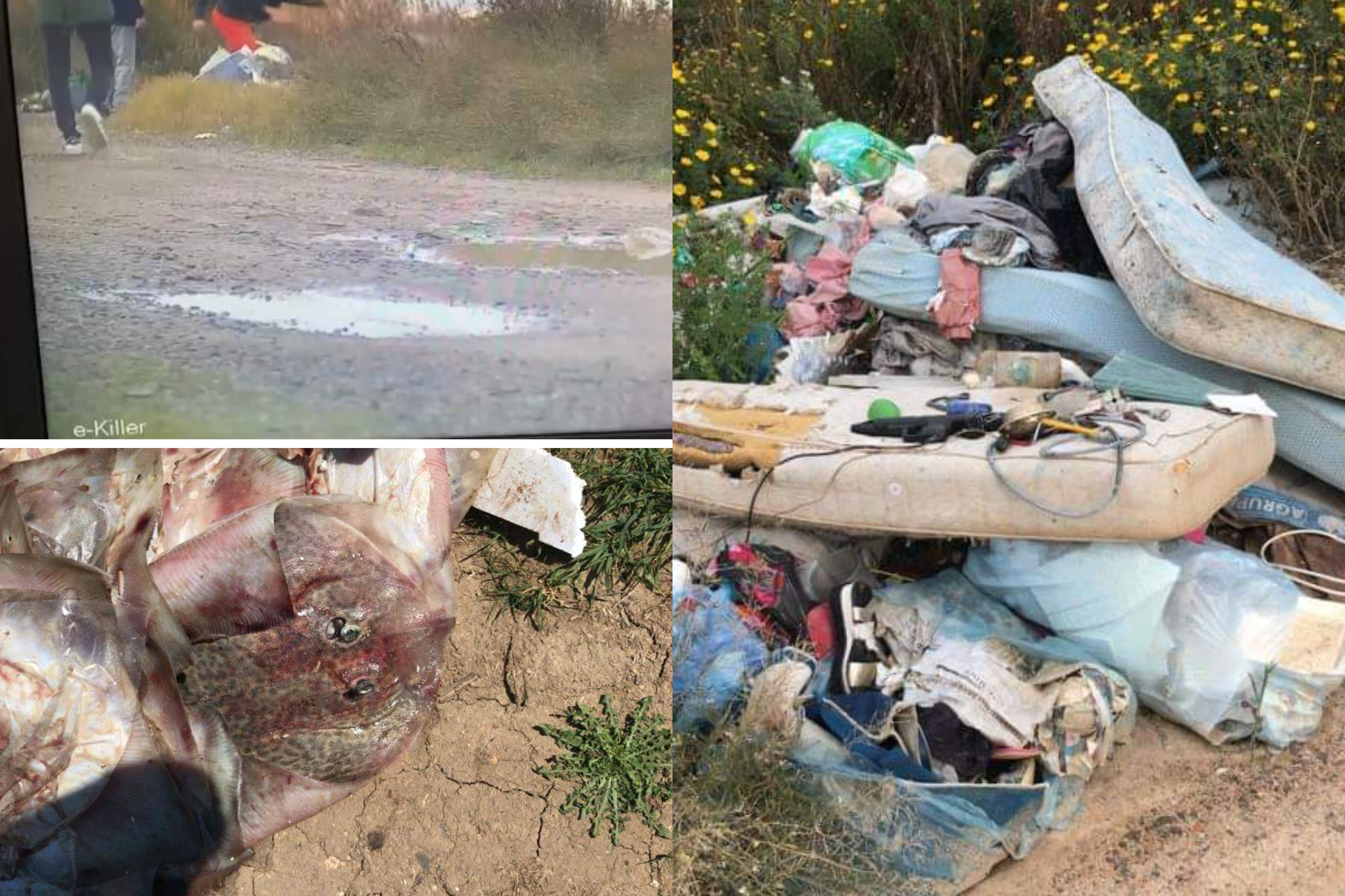 “Campagne scambiate per discariche a Selargius: incivili hanno buttato 100 chili di razze morte”