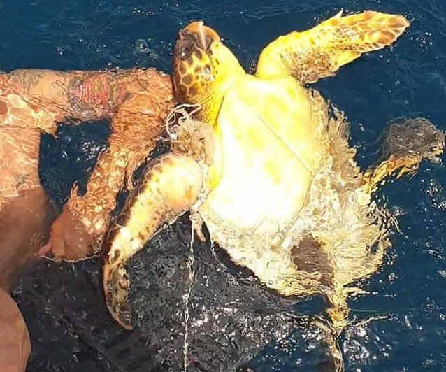 Quartu, escono in gommone e salvano una tartaruga intrappolata in una cassetta di plastica