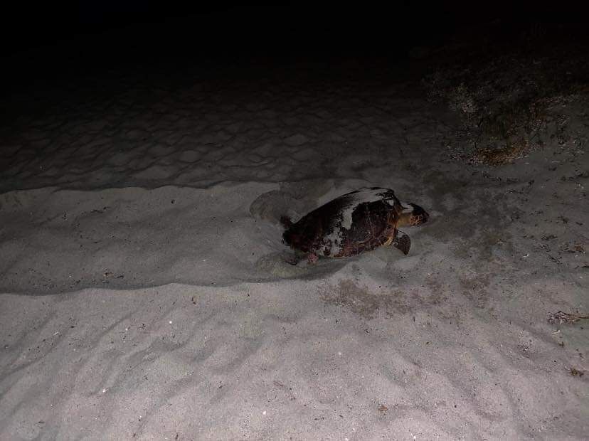 Quarto nido di Caretta caretta registrato in Sardegna: avvistata una tartaruga intenta a nidificare nella spiaggia di Cea