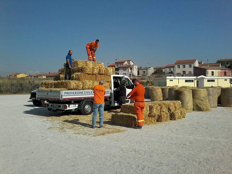 Fioccano le “paradure” per i pastori sardi colpiti dagli incendi: “Ecco dove potete portare il fieno”