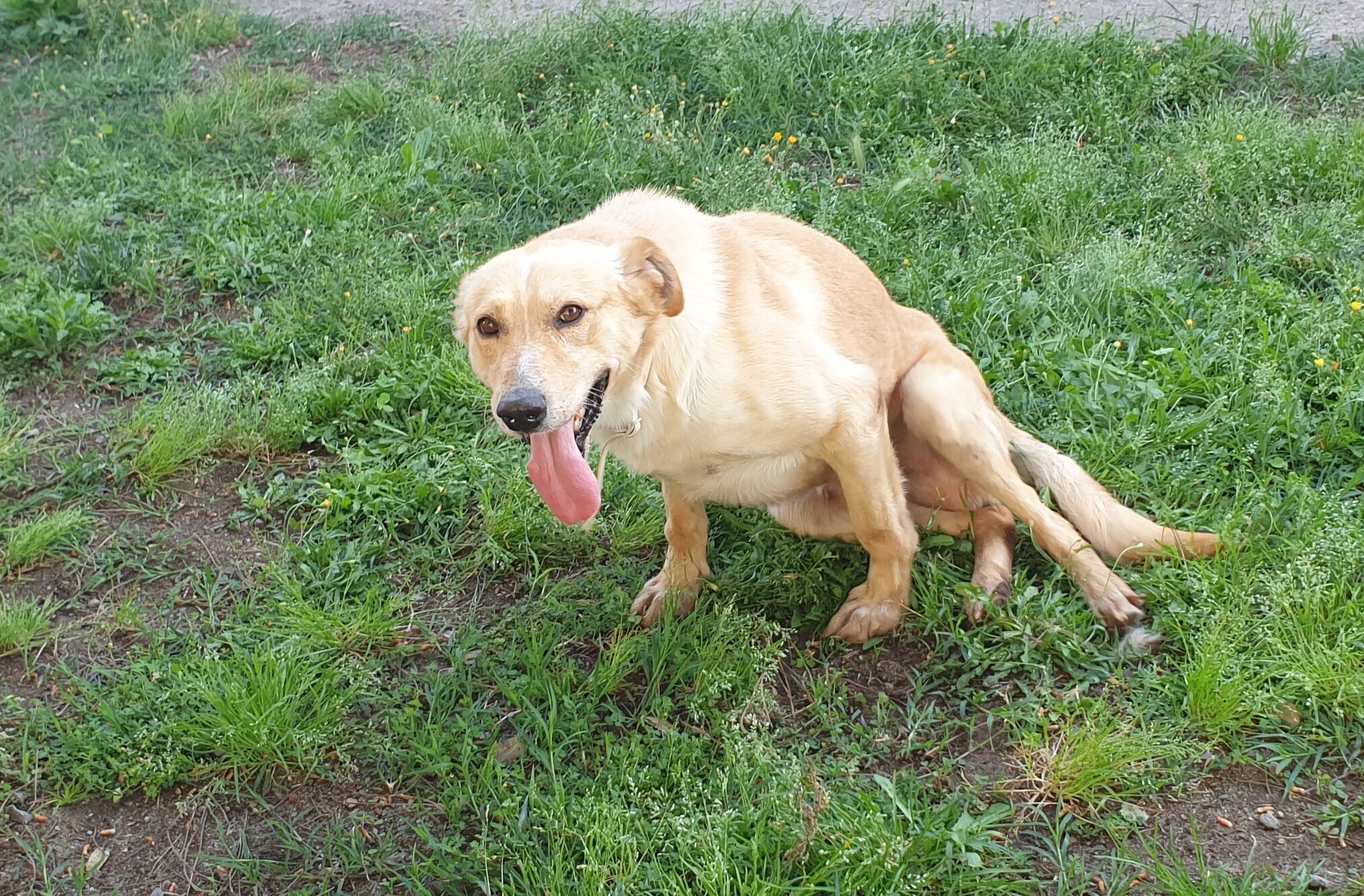 Aiutiamo e adottiamo Honey, dolcissimo cagnolone del canile di Cagliari: affettuoso nonostante i maltrattamenti subiti