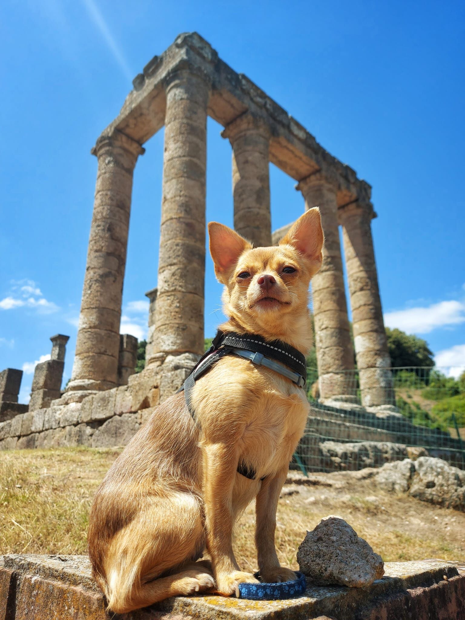PillyPolly, la dolcissima cagnolina che gira la Sardegna e conquista migliaia di follower su Instagram