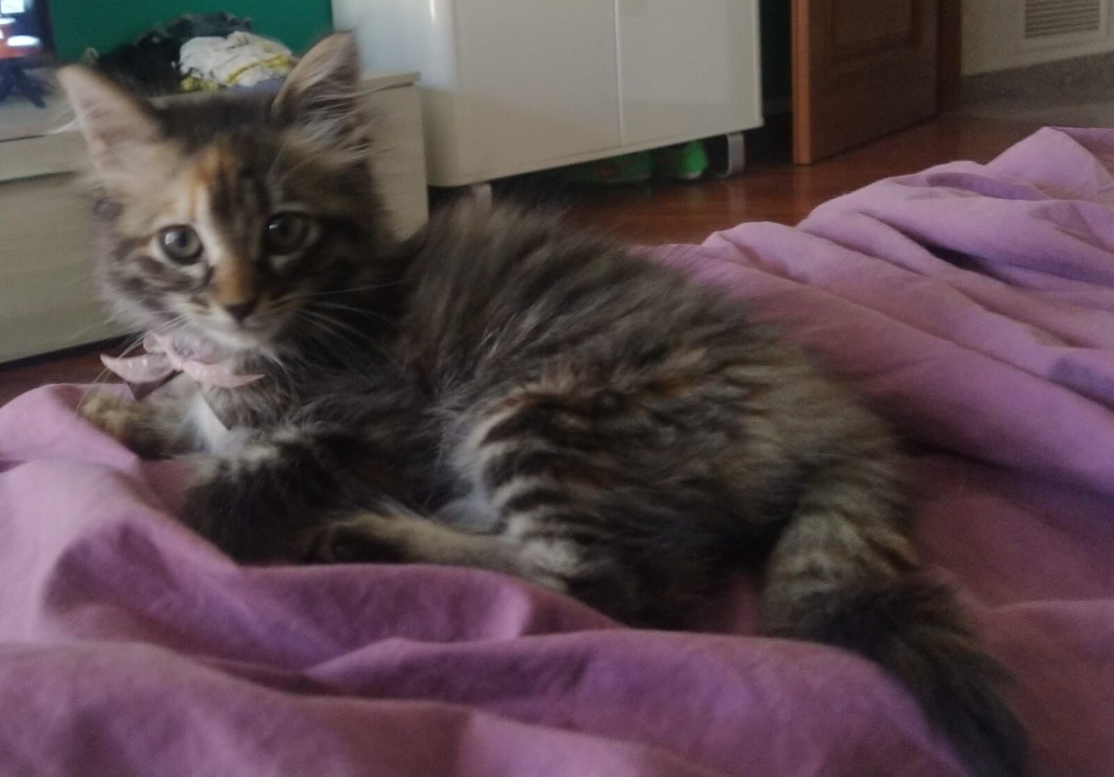 Radio Zampetta Sarda, aiutiamo la piccola Guenda a trovare una famiglia per la vita