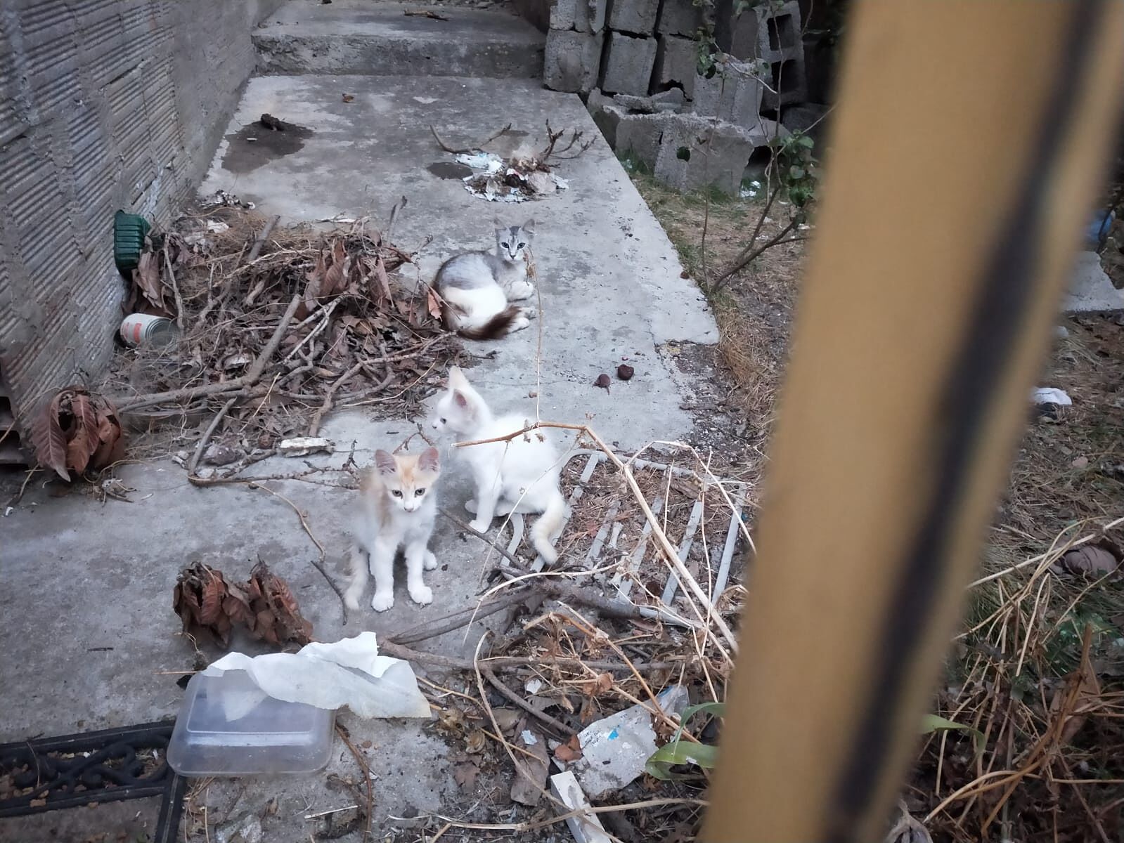 Gattini abbandonati ad Assemini in un giardino, rischiano di finire abbandonati in campagna: aiutiamoli!