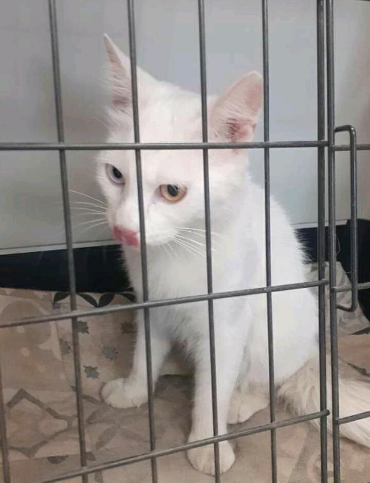 Sos a Monserrato: recuperato un giovane gatto castrato, ha sfidato la morte contro le auto