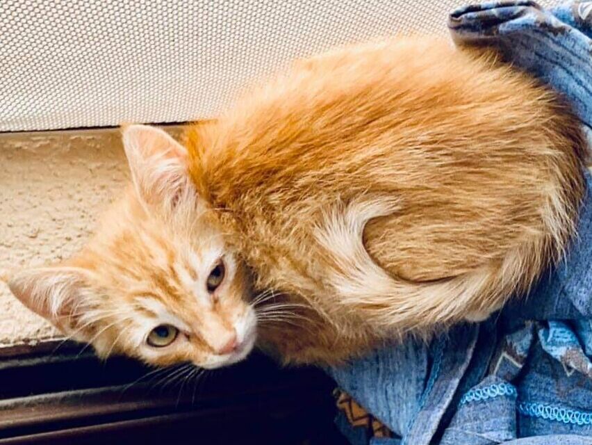 Abbandonato insieme alla mamma e ai fratellini in una colonia: Lillo cerca una famiglia