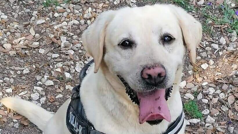 Il padrone muore, il dolcissimo Poldo resta solo: scatta l’adozione del cuore a Cagliari