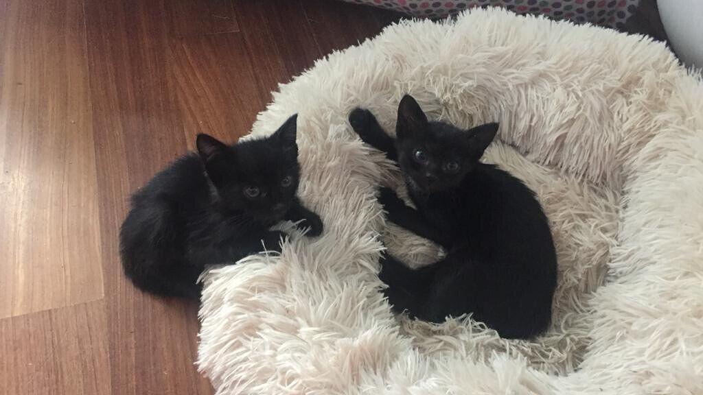 Cagliari, due gattini salvati dalla morte: ora chi li adotta?