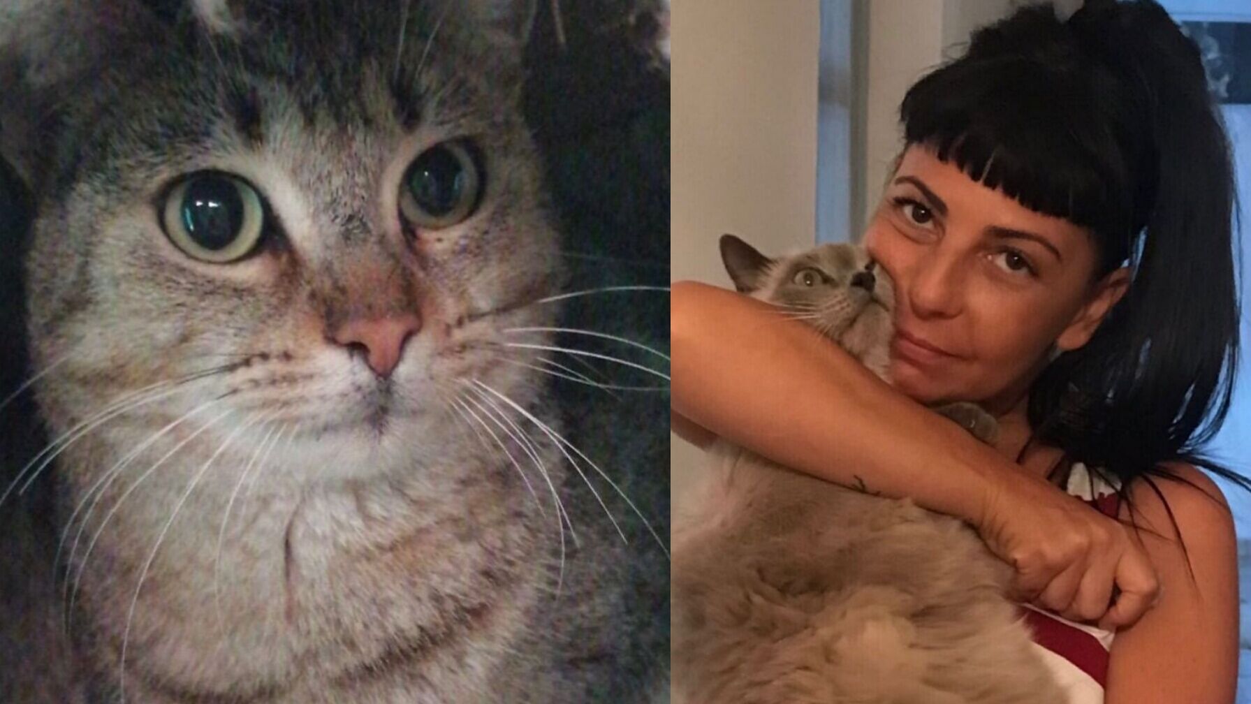 Stefania Figus, così salva 50 gatti nel Cagliaritano: “Il mio appello del cuore per Nairobi, dolcissima tigrata”