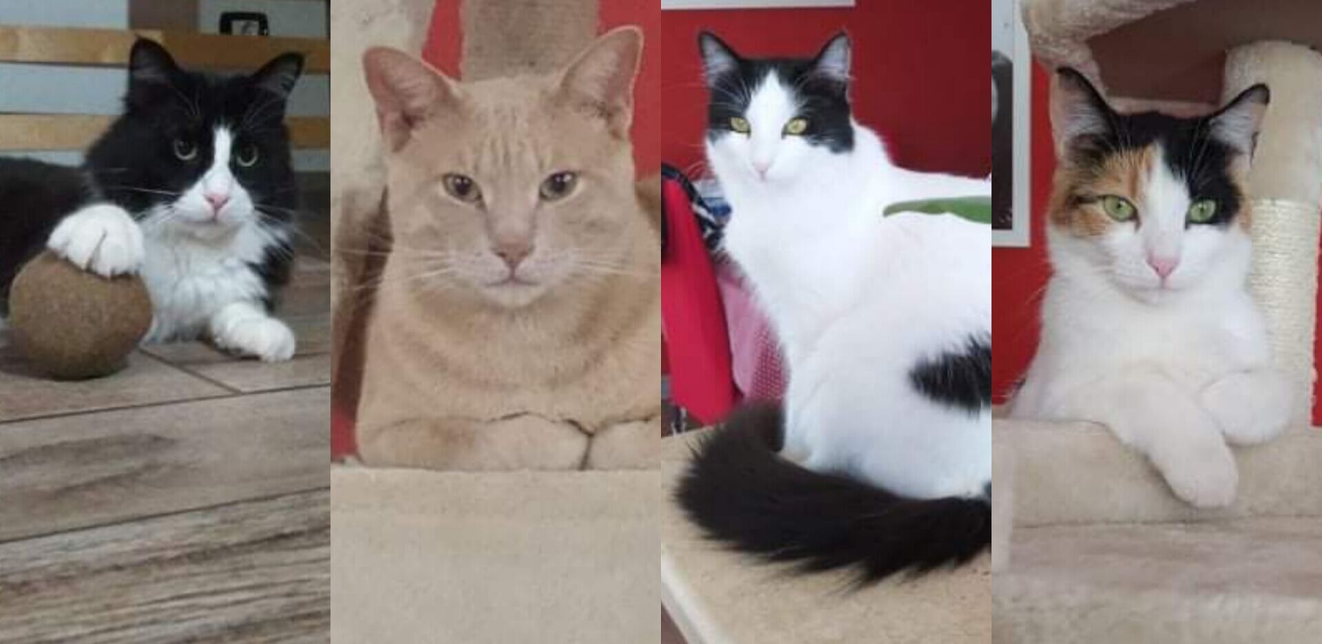 Sos a Radio Zampetta Sarda: quattro mici da oggi senza più casa, chi li adotta?