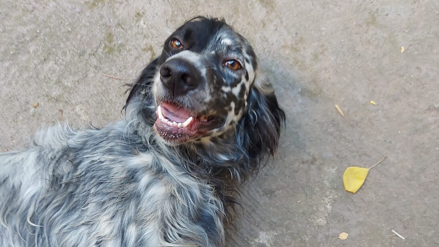 Il padrone è allettato e nessuno si prende cura di Ettore, il setter giocherellone cerca una nuova famiglia