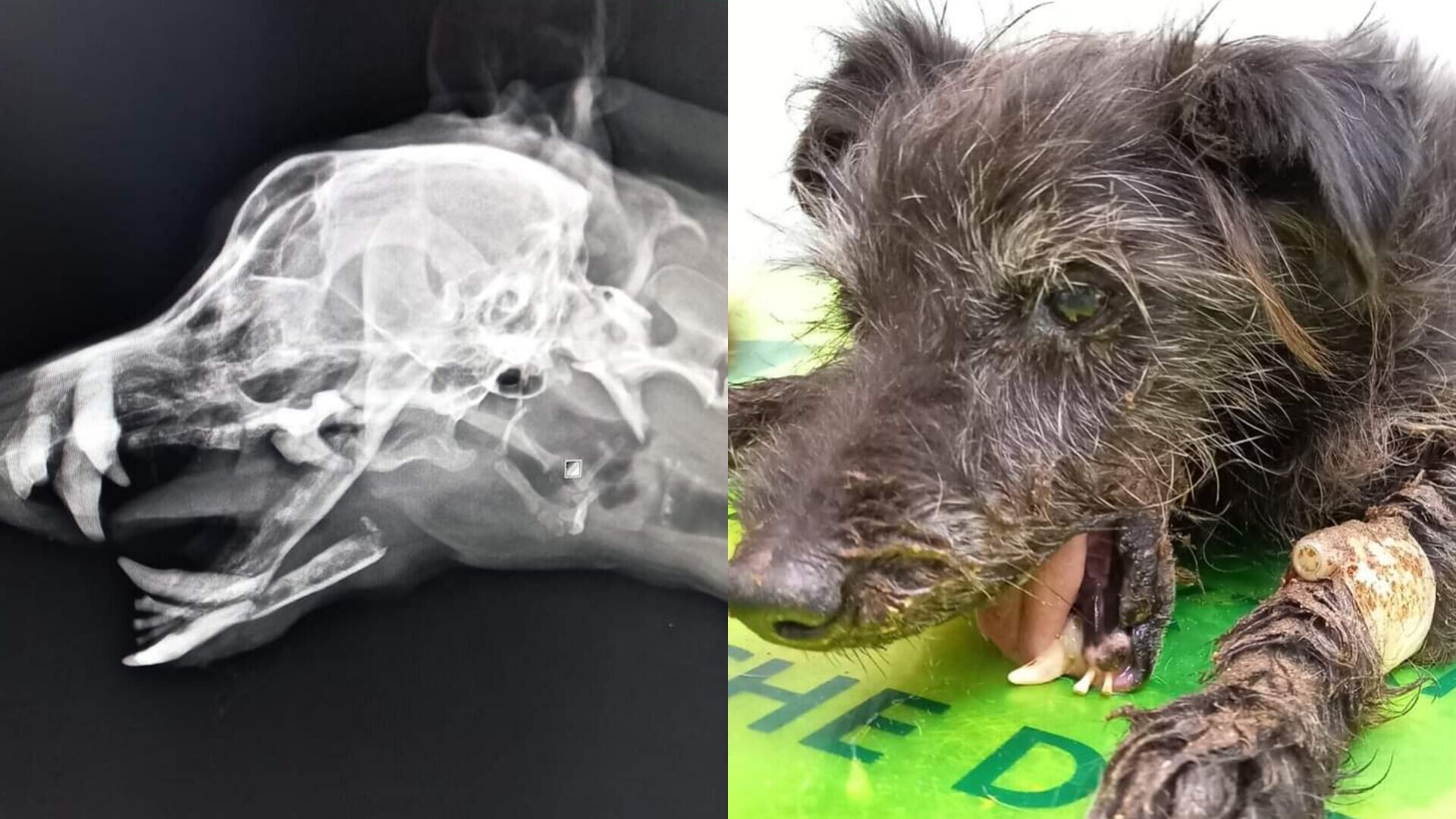 Abbandonato con una frattura in una discarica: aiutiamo Nonnino a ritrovare la gioia di vivere