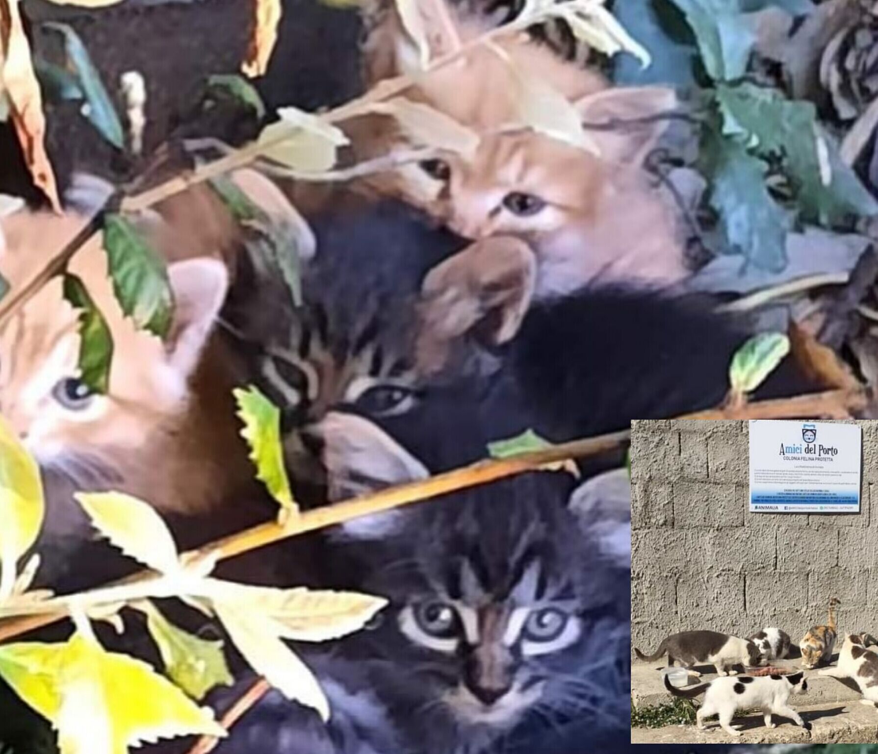 Centinaia di gattini in cerca di casa e coccole, l’appello di Stefania per un’adozione del cuore