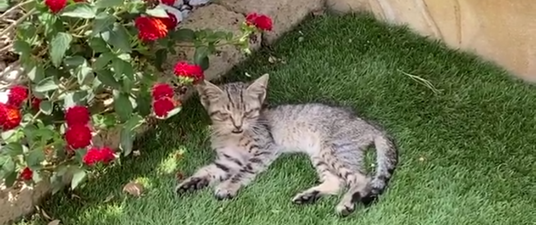 Quartu, il piccolo micio di strada che piange di continuo: ha bisogno di un veterinario, aiutiamolo