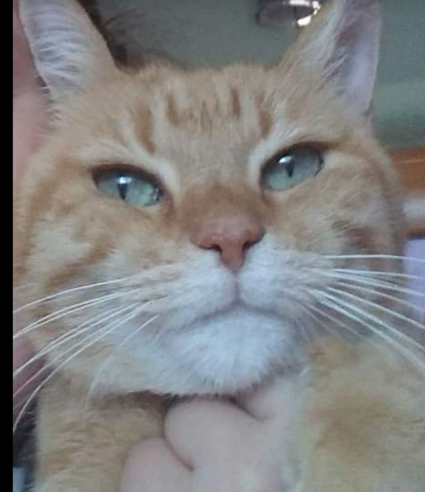 Quartu, l’appello di Francesca: “Aiutatemi a ritrovare la mia Qui Qui”