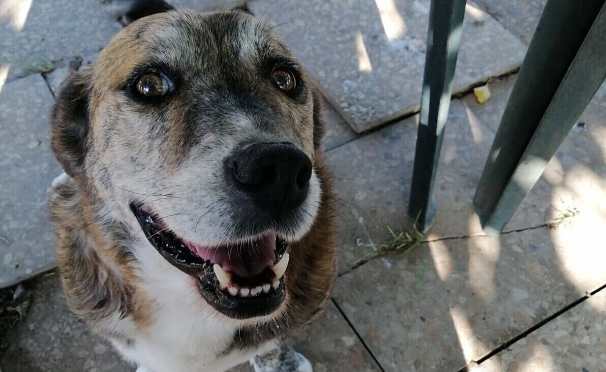 “Ha visto morire i suoi compagni: aiutiamo Ciro a trovare una famiglia”