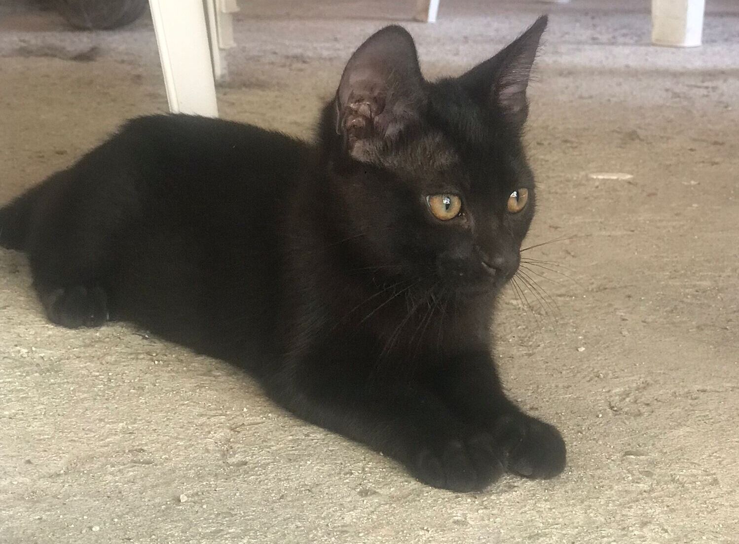 Radio Zampetta Sarda: aiutiamo Nerino a vivere lontano dai pericoli della strada