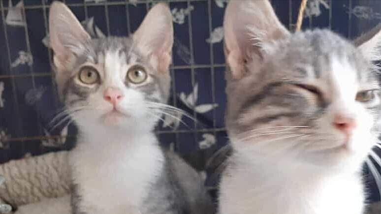 Radio Zampetta Sarda: adozione urgente per due mici di 3 mesi