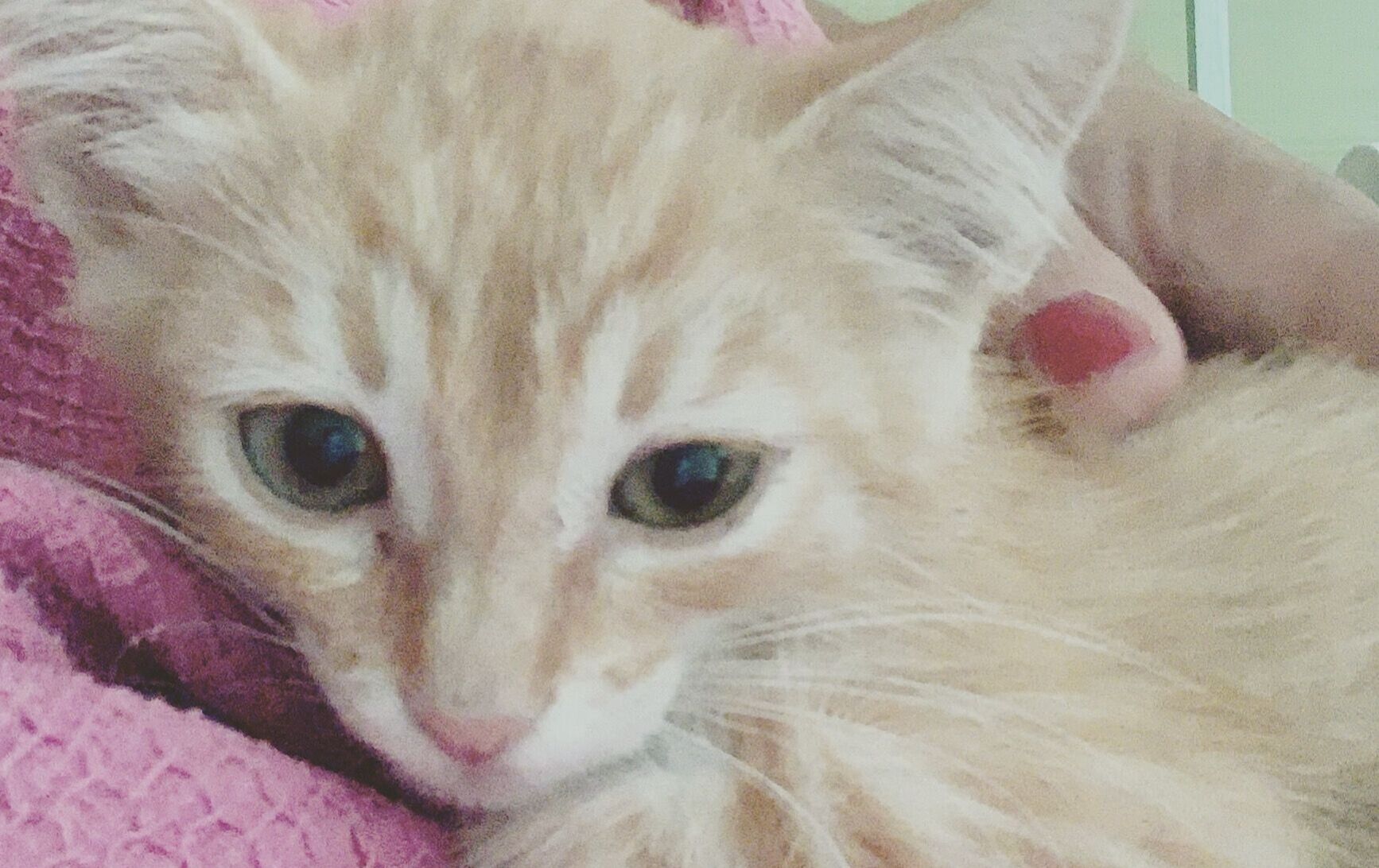 Susanna volontaria della colonia felina del faro di Calamosca: “Abbiamo bisogno di aiuto”