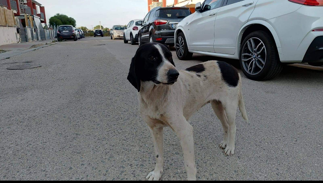 L’appello di Eleonora a Radio Zampetta Sarda: “Macchietta, la cagnolina che vive per strada aspetta un’adozione del cuore”