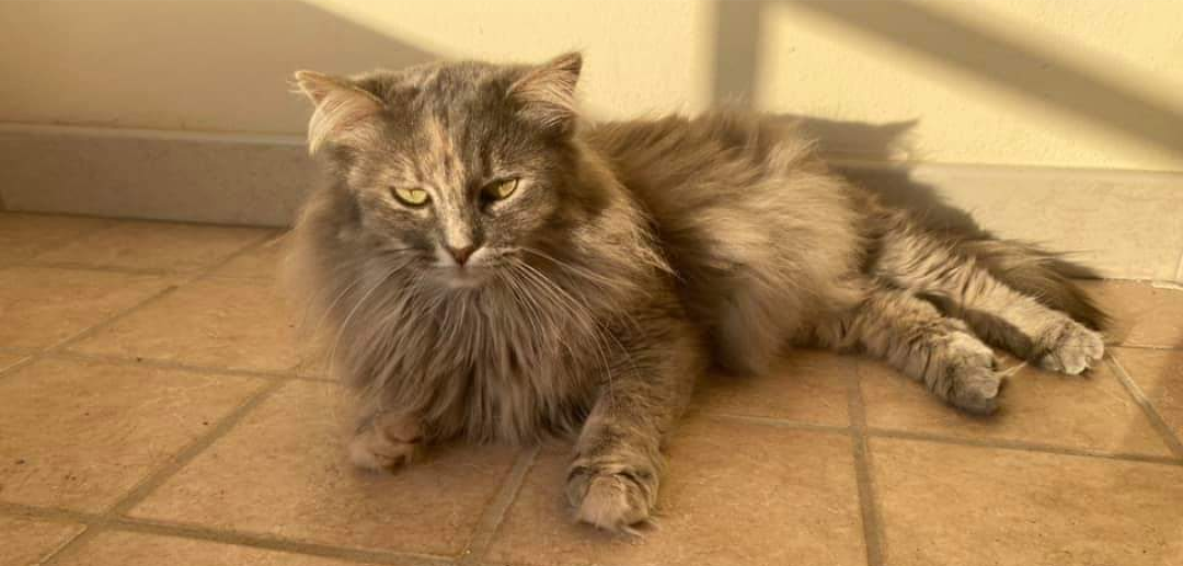 La bellissima gatta Alice si è smarrita a Costa Rei: sos per trovarla