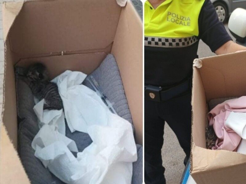 Cagliari, gattino abbandonato fuori dallo studio di una veterinaria: lo adotta un’agente della Municipale