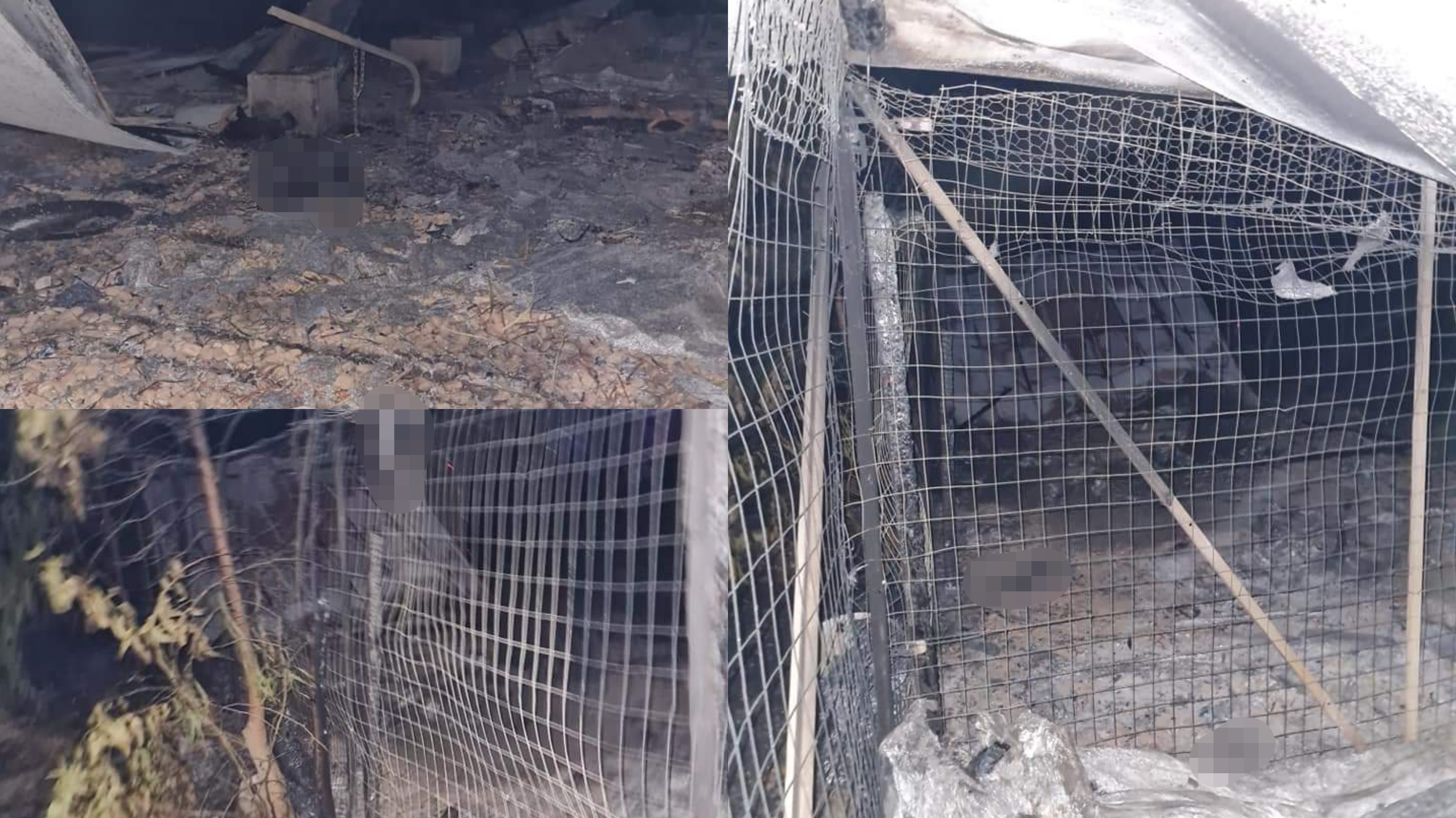 Incendi, è strage di animali: a Cabras distrutto un gattile, su 18 animali uno solo è sopravvissuto