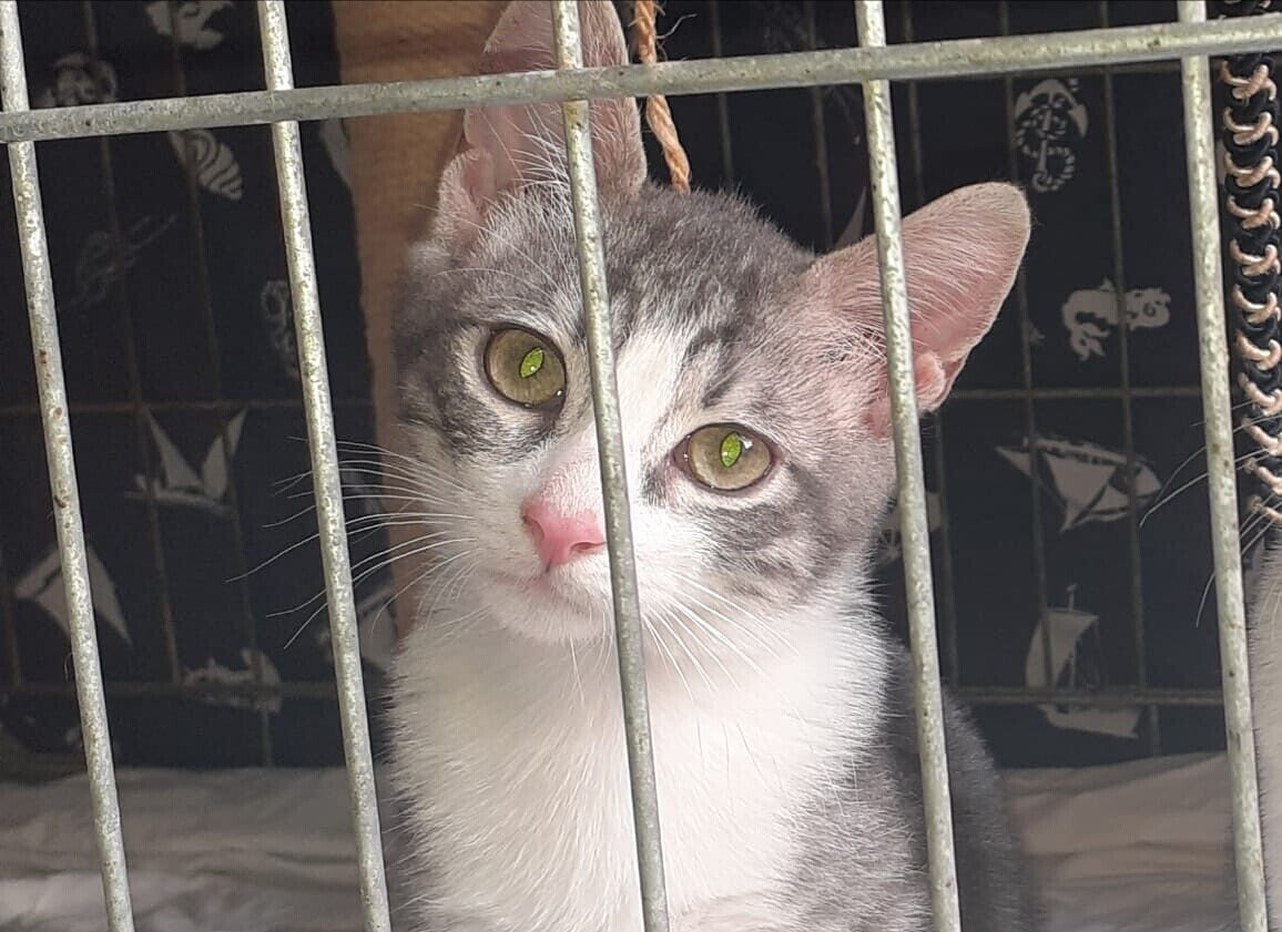 L’appello a Radio Zampetta sarda: un’adozione del cuore per questo dolcissimo gattino