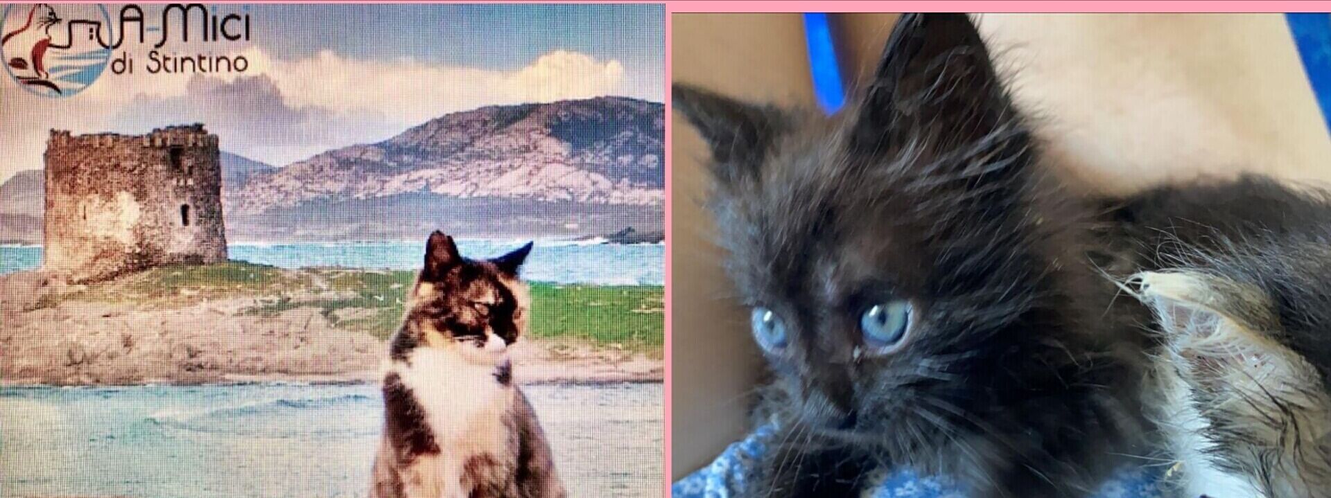 Radio Zampetta Sarda: lotteria e calendario per aiutare gli “A_Mici di Stintino”