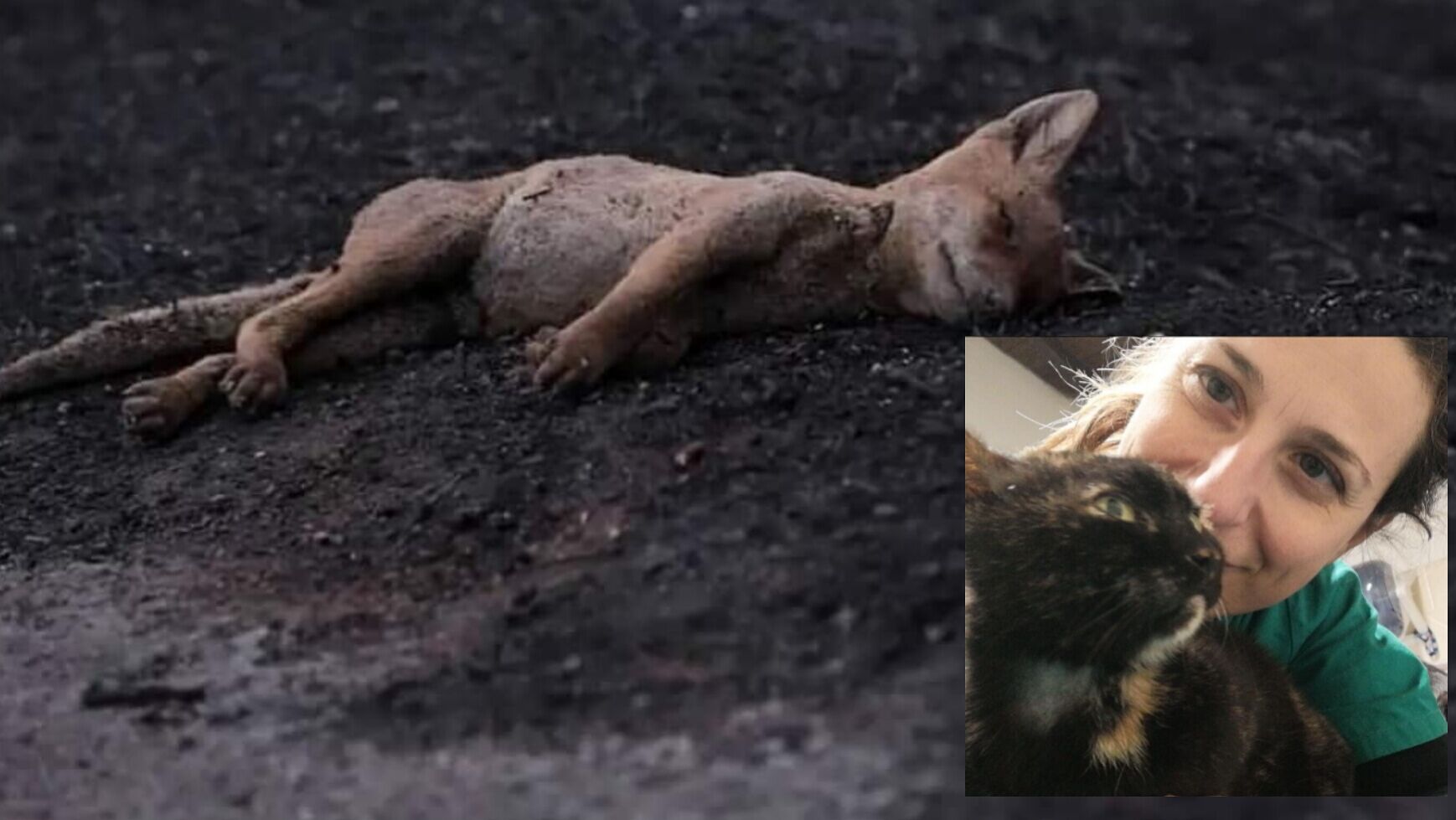 “Servono garze, disinfettanti, cibo per gli animali sopravvissuti negli incendi dell’Oristanese”