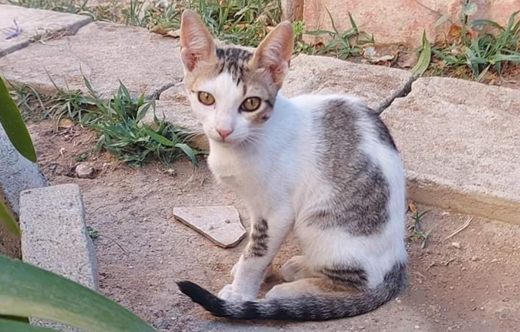 Cagliari, sos a Radio Zampetta Sarda: smarrita la dolcissima gattina Bea