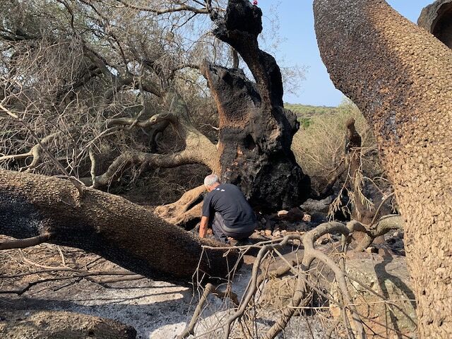 Cuglieri, il botanico Bacchetta: “Mantenere vivo l’olivastro millenario significa mantenere viva la speranza di tutti”