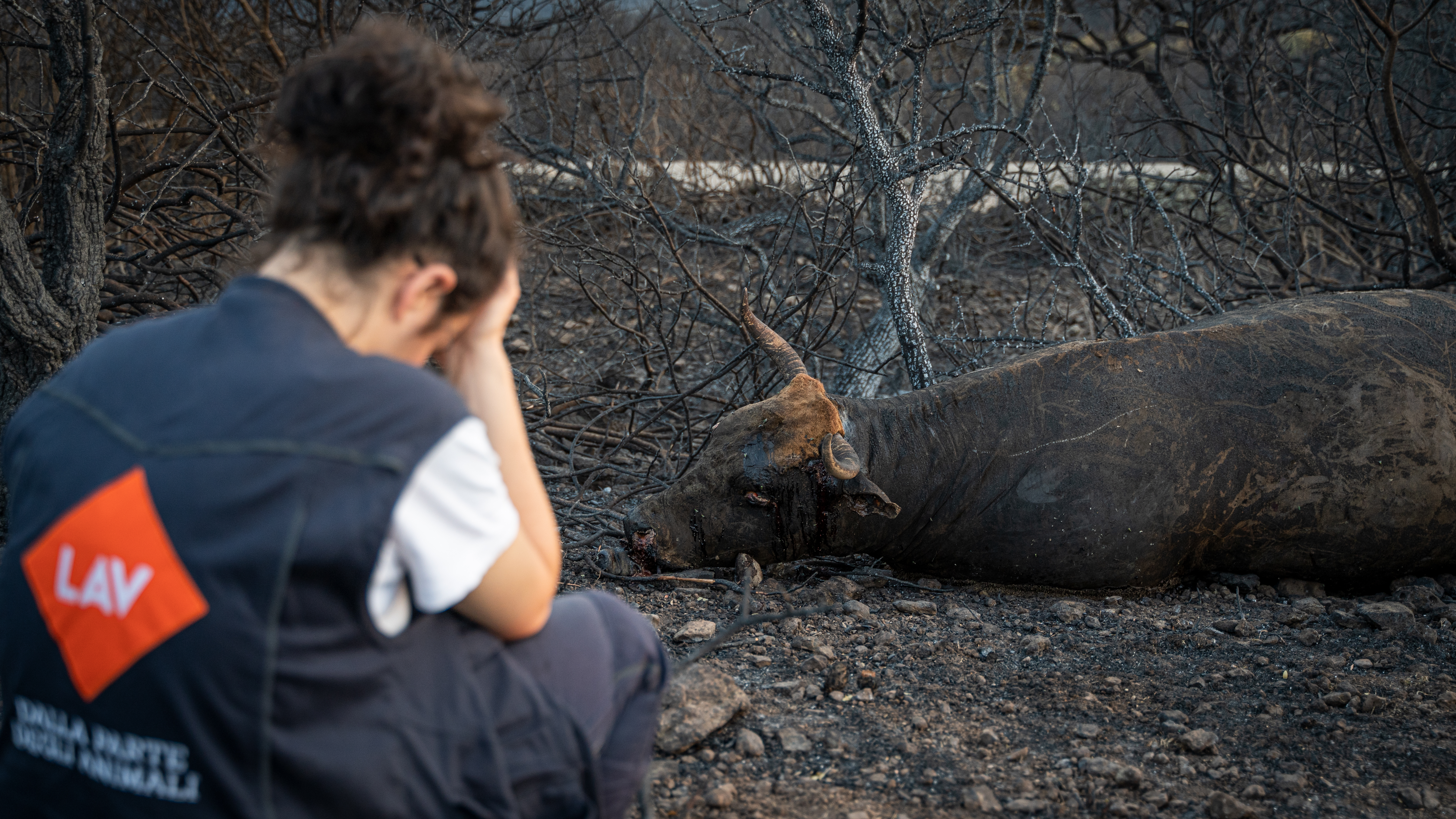 Incendi in Sardegna, la Lav in aiuto degli animali ustionati con un’ambulanza e 10 volontari
