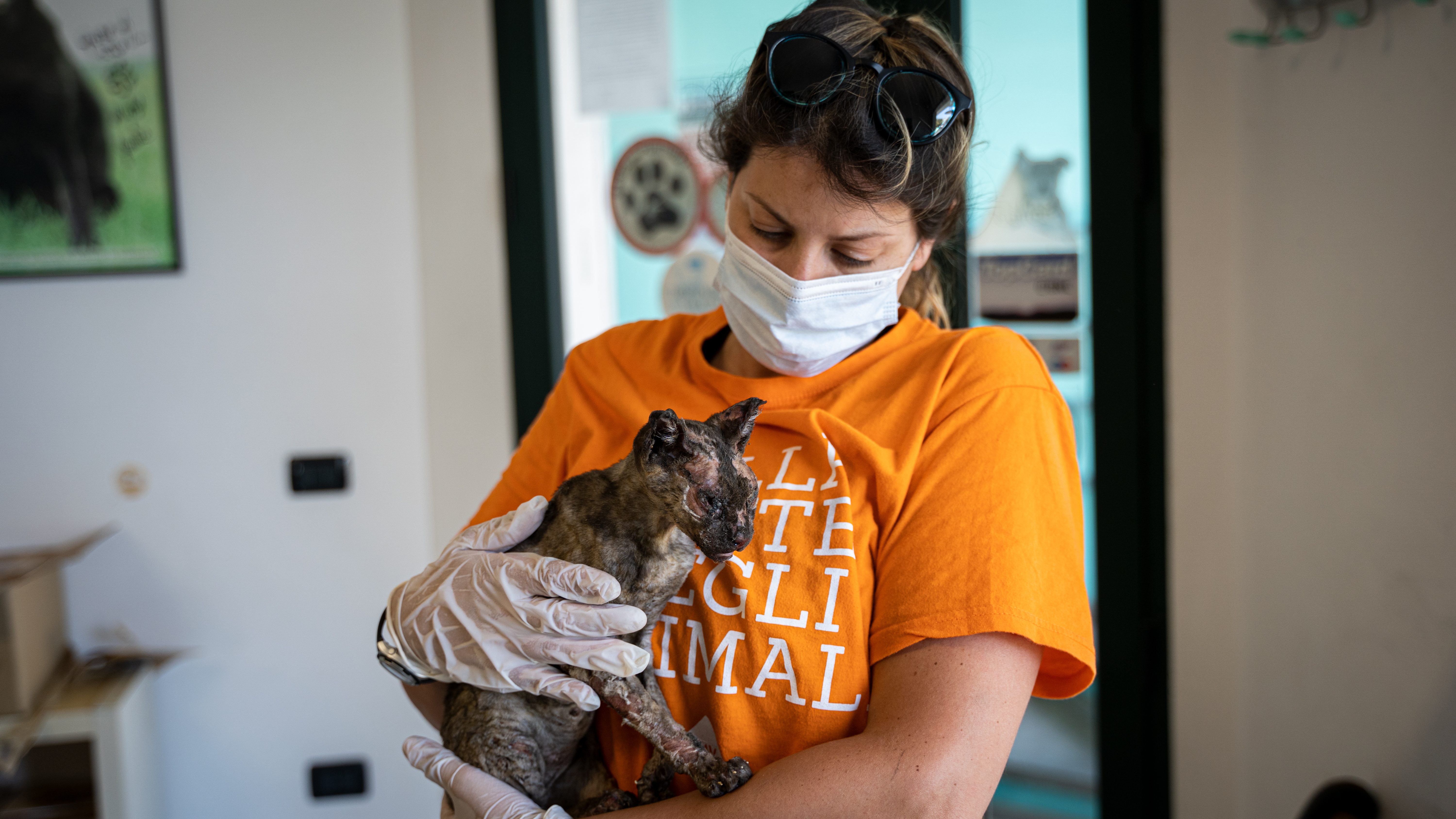Incendi in Sardegna, la Lav in aiuto degli animali ustionati con un’ambulanza e 10 volontari