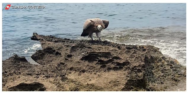 Grifone ferito cade in mare a Bosa: salvato dalla Guardia costiera